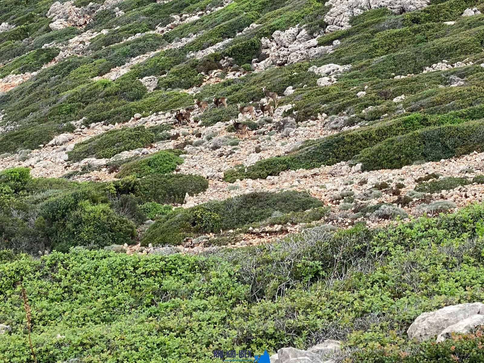 bow hunting in Greece