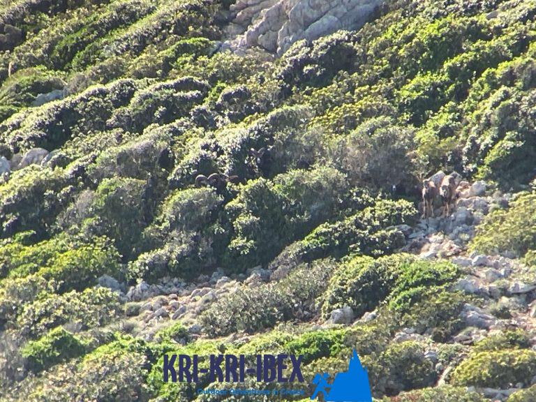 Kri Kri ibex habitat on Sapientza island