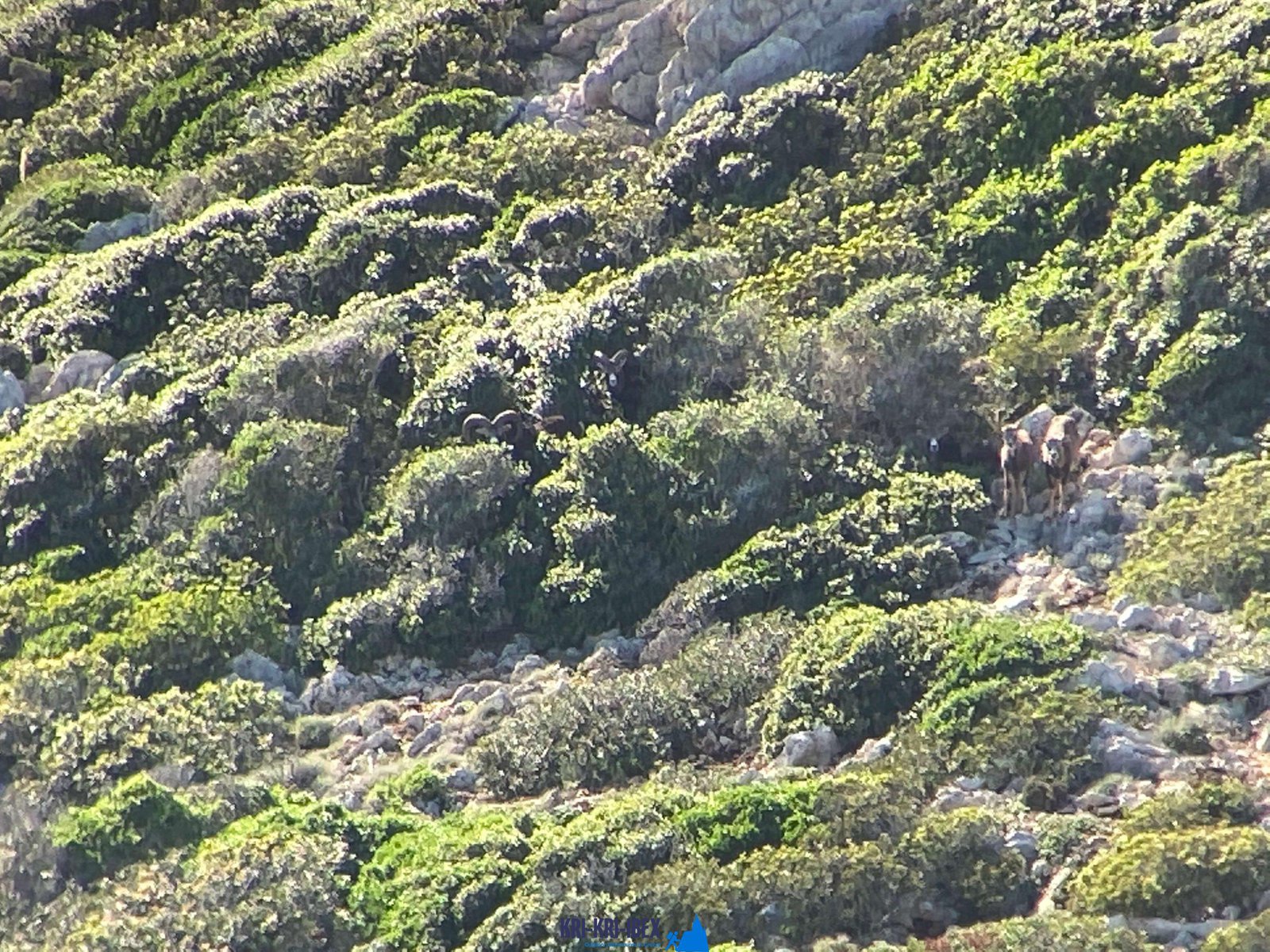 kri kri ibex hunting in greece