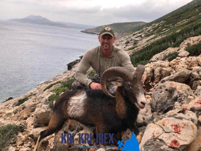 Trophäe Mufflon auf der Insel Sapientza