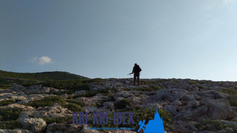 Kri Kri jakten på stenbock på ön Sapientza